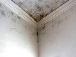 Professional Mold Remediation in Vega, TX